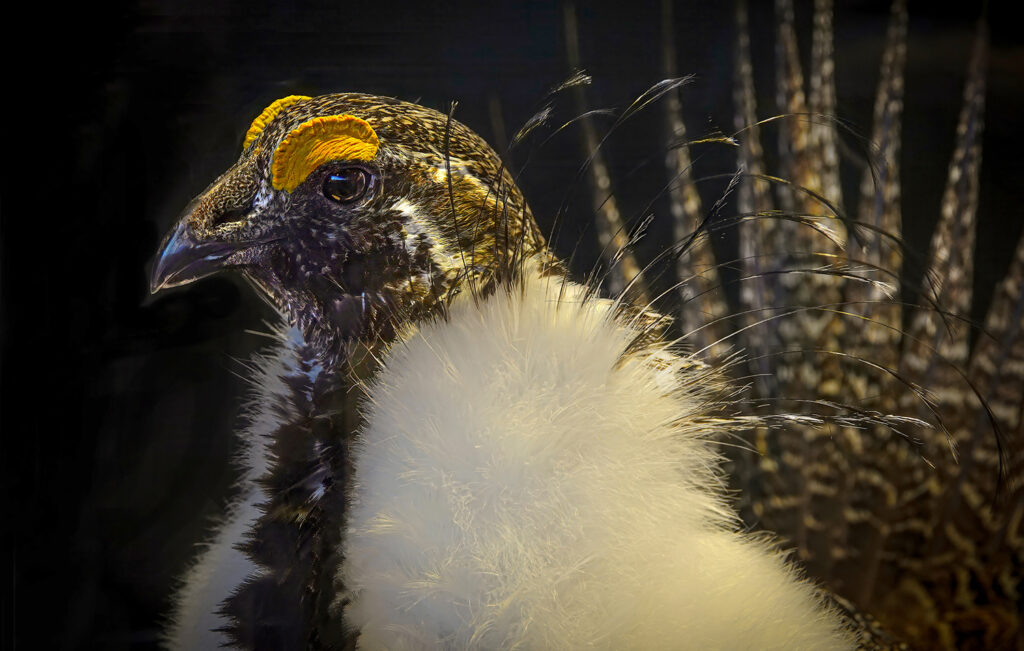 Greater Sage Grouse, Open, Kyle GIllis, 5